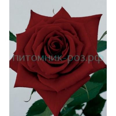 Роза свежесрезанная Гран При (Grand Prix) - Питомник роз